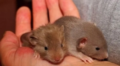 Kako naročite podgano na roko